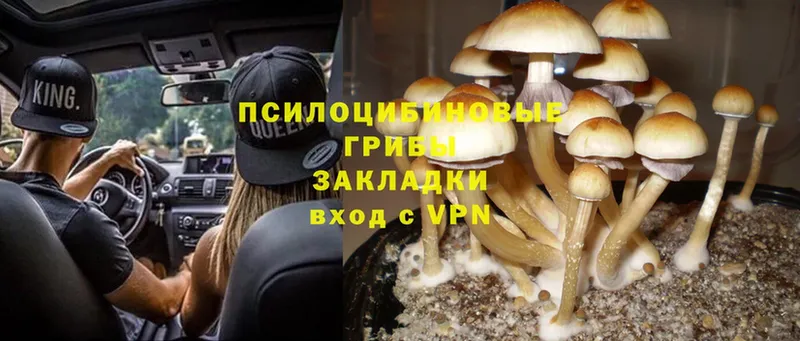 что такое   Видное  Псилоцибиновые грибы Psilocybine cubensis 